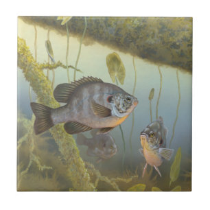 Azulejo De Cerâmica Dardos Sunfish 