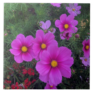 Azulejo de cerâmica das flores de margarida rosa e