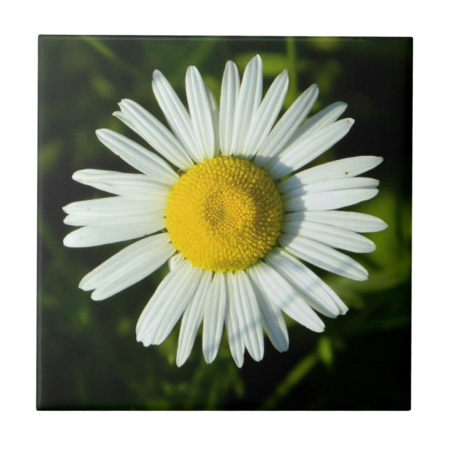 Azulejo De Cerâmica Dazzling Daisy (Frente)