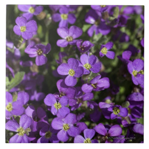 Azulejo De Cerâmica De "Lilac Axcent" (híbrido de Aubrieta)
