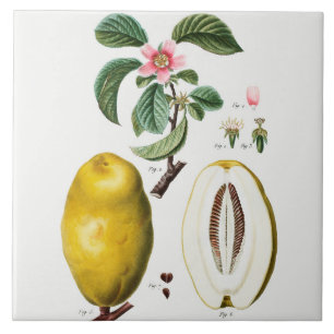 Azulejo de cerâmica de Vintage