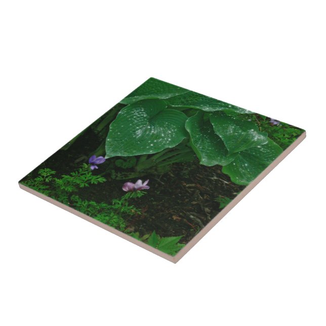 Azulejo De Cerâmica Decorativa/ Hostas Com Gotas D (Lateral)