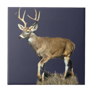 Azulejo De Cerâmica Deer Buck Branco