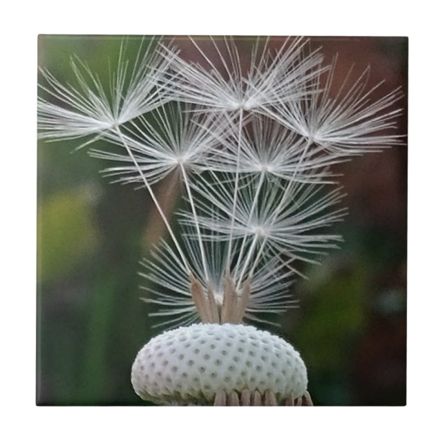 Azulejo De Cerâmica Delicate Dandelion Seeds  (Frente)