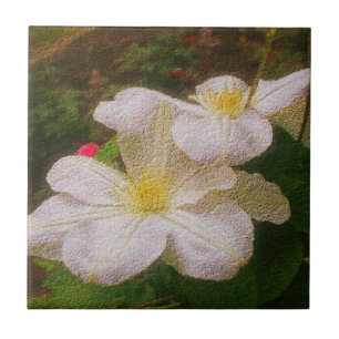 Azulejo De Cerâmica Delicate White Clematis Flower