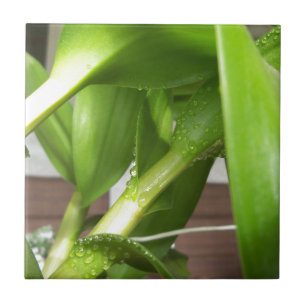 Azulejo De Cerâmica Dendrobium Orquídeo colado