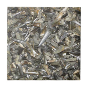 Azulejo De Cerâmica Dentes de tubarão fósseis