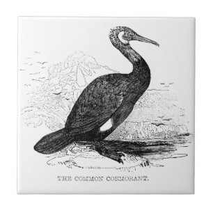 Azulejo De Cerâmica Desenho da Vida Selvagem de Aves Vintage Cormorant