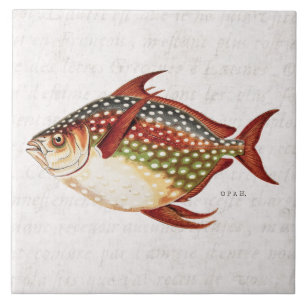 Azulejo De Cerâmica Desenho ostentando tropical dos peixes de Opah dos