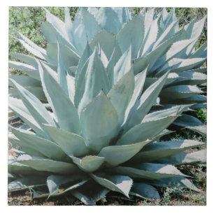 Azulejo De Cerâmica Deserto Botânico Agave Vegetal Suculente de Cacto