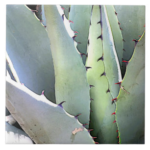 Azulejo De Cerâmica Deserto Botânico Agave Vegetal Suculente de Cacto