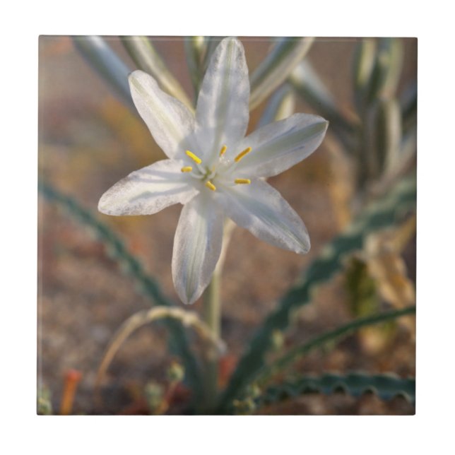 Azulejo De Cerâmica Deserto Lily Wildflower (Frente)