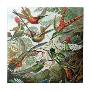 Azulejo De Cerâmica Design de Aves Haeckel