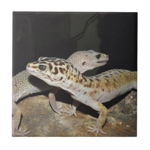 Azulejo De Cerâmica Design do geco do leopardo para tudo!