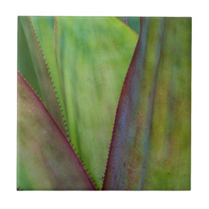 Azulejo De Cerâmica Detalhe da Planta Agave