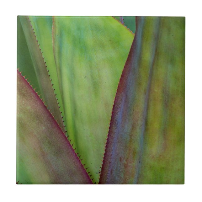Azulejo De Cerâmica Detalhe da Planta Agave (Frente)