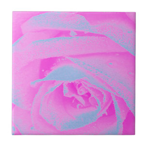 Azulejo De Cerâmica Detalhe de Rosa Rosa Perfeito e Azul Claro