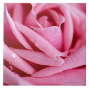 Azulejo De Cerâmica Detalhe de um rosa