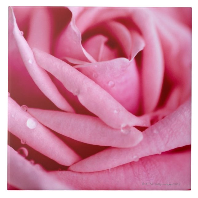 Azulejo De Cerâmica Detalhe de um rosa (Frente)