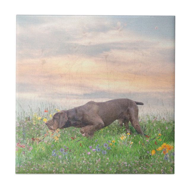 Azulejo De Cerâmica Deutsch Drahthaar (Frente)