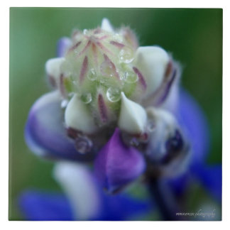 Azulejo De Cerâmica Dew Dappled Lupine