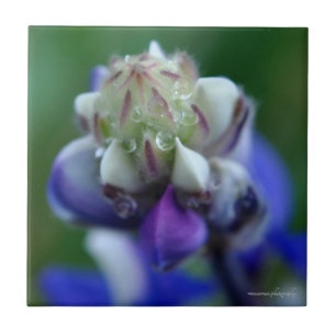 Azulejo De Cerâmica Dew Dappled Lupine