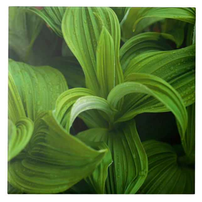 Azulejo De Cerâmica Dewdrops em um Helabore falso (Frente)