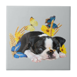 Azulejo De Cerâmica Dia da Brincadeira de Boston Terrier