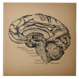 Azulejo De Cerâmica Diagrama Cerebral Antiquado Anatomia Médica