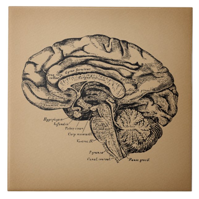 Azulejo De Cerâmica Diagrama Cerebral Antiquado Anatomia Médica (Frente)