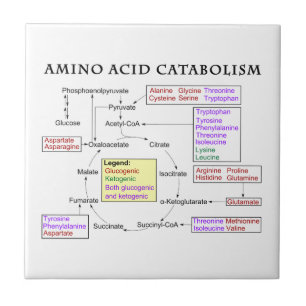 Azulejo De Cerâmica Diagrama do catabolismo do ácido aminado