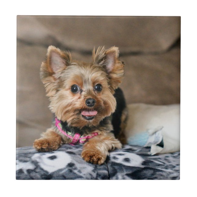 Azulejo De Cerâmica Dinâmico pequeno (Frente)