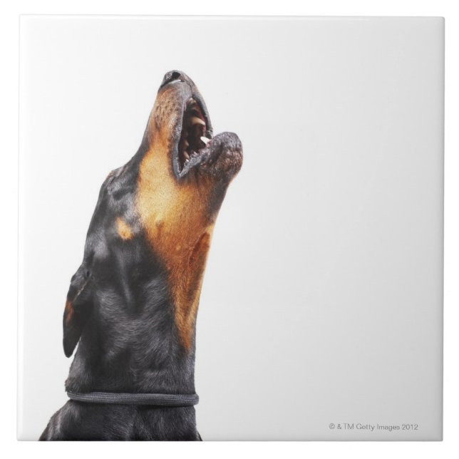 Azulejo De Cerâmica Doberman que urra, fim-acima (Frente)