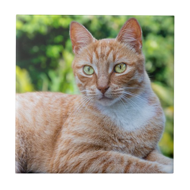 Azulejo De Cerâmica Doce gatinho (Frente)