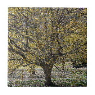 Azulejo De Cerâmica Dogwood da cereja de cornalina e glória da neve
