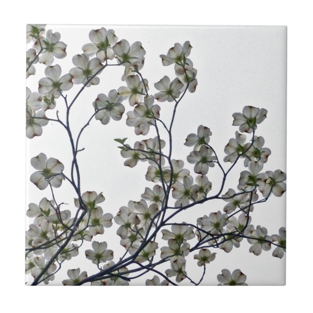 Azulejo De Cerâmica Dogwood Flor Branco (Frente)