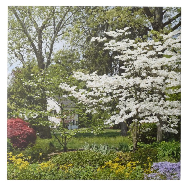 Azulejo De Cerâmica Dogwood in Bloom (Frente)