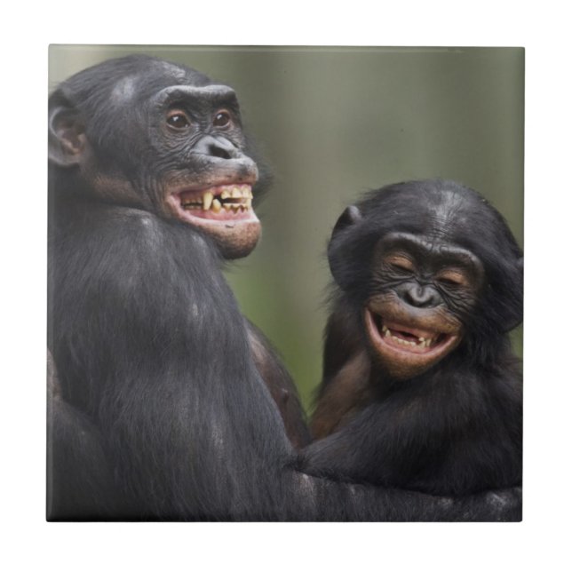 Azulejo De Cerâmica Dois Bonobos de sorriso (Frente)