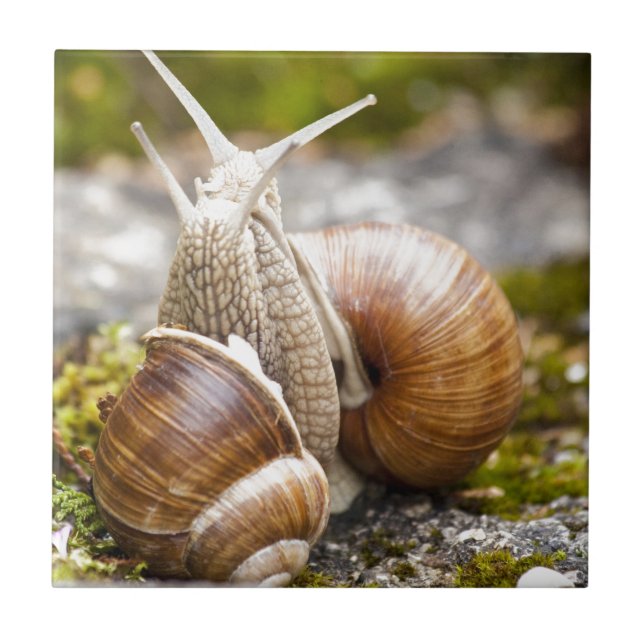 Azulejo De Cerâmica Dois caracóis (Frente)