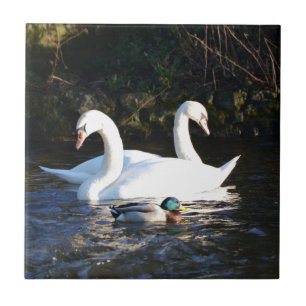 Azulejo De Cerâmica Dois Cisnes E Um Pato