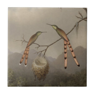Azulejo De Cerâmica Dois colibris com seus jovens