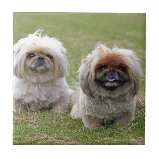 Azulejo De Cerâmica Dois filhotes de cachorro pequenos felizes