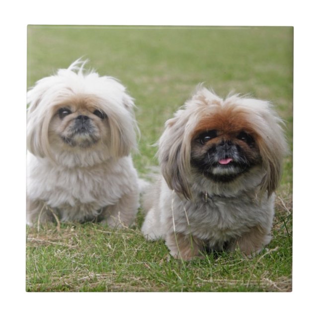 Azulejo De Cerâmica Dois filhotes de cachorro pequenos felizes (Frente)