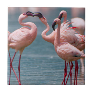 Azulejo De Cerâmica Dois Flamingos Menores Machos (Phoenicopterus Mino