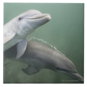 Azulejo De Cerâmica Dois golfinhos subaquáticos