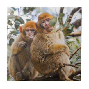 Azulejo De Cerâmica Dois Macacos Cortes