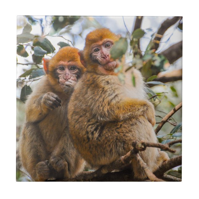 Azulejo De Cerâmica Dois Macacos Cortes (Frente)