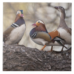 Azulejo De Cerâmica Dois machos disputando uma fêmea de pato-mandarim