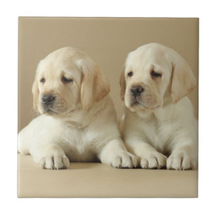 Azulejo De Cerâmica Dois Ouros De Labrador