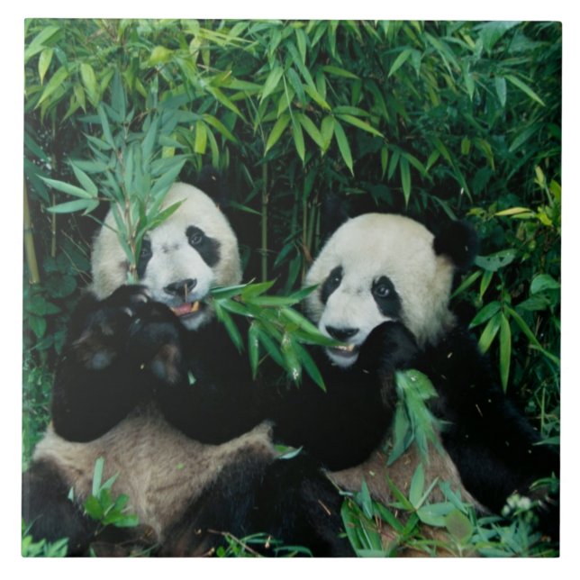 Azulejo De Cerâmica Dois pandas comendo bambu juntos, Wolong (Frente)